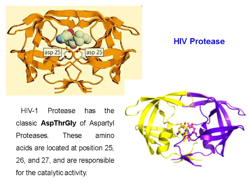 HIV-1 Protease has the classic AspThrGly of Aspartyl Proteases. These amino acids are located